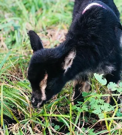 Feriehus Quinta Pereirinha - A Private 3 Bedroom Home, Close To Hiking Traile W Ocean Views - Pico Island, Azores *