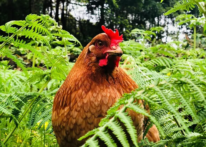 Quinta Pereirinha: Oceanview Farm Retreat Holiday home *