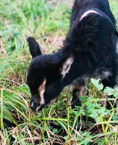 Holiday home Quinta Pereirinha: Oceanview Farm Retreat *