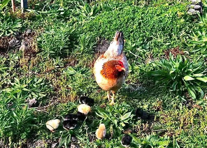 Holiday home Quinta Pereirinha: Oceanview Farm Retreat *