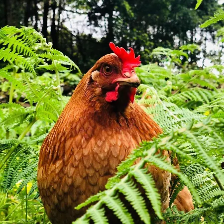 Quinta Pereirinha - A Private 3 Bedroom Home, Close To Hiking Traile W Ocean Views - Pico Island, Azores Holiday home *