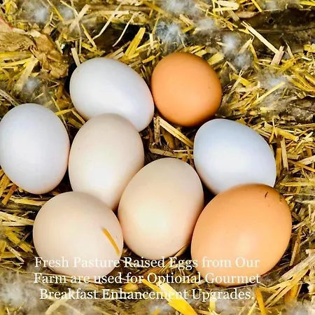 Quinta Pereirinha - A Private 3 Bedroom Home, Close To Hiking Traile W Ocean Views - Pico Island, Azores